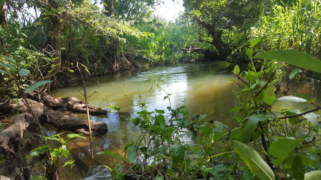 Sigiriya River Side Resort Kültér fotó